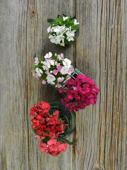 GYPSY  ASSORTED DIANTHUS